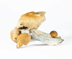 A-One Mushrooms - Hillbilly