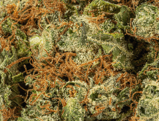 OJ Kush (AA+)