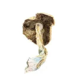 A-One Mushrooms - Amazonian