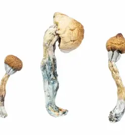 A-One Mushrooms - Penis Envy